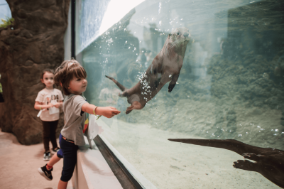 Young boy standing in front of the river otter habitat and pointing at the river otter swimming in front of him.