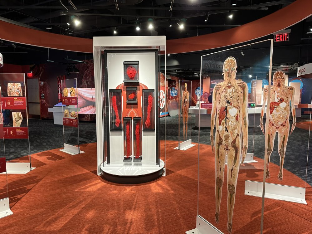 Photo of an installation featuring plastinated human specimens 