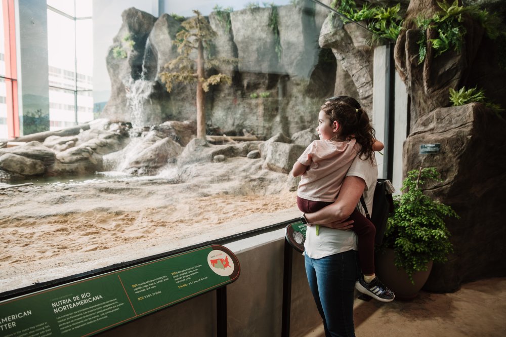 Photo of a mother and child observing river otters in the Pocono Ravine animal habitat exhibit