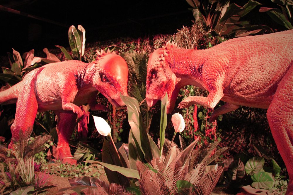 Photos of two pachycephalosaurs about to butt heads